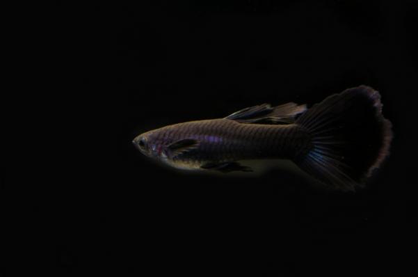 Гуппи Черный, Черный монах (Poecilia reticulata) - наличие подтверждается
