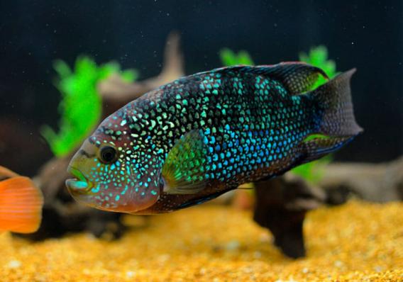 Цихлазома пчелка (Cichlasoma octofasciatum) 3 - 4 см