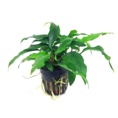 Анубиас минима (Anubias minima)