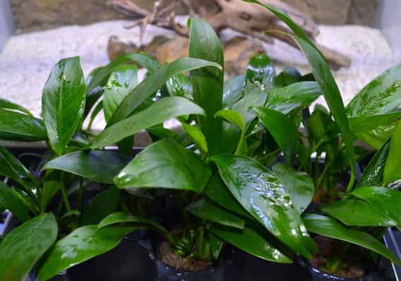 Анубиас Конгензис Мини (Anubias congensis  mini)