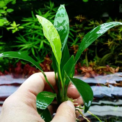 Анубиас Конгензис Мини (Anubias congensis  mini)