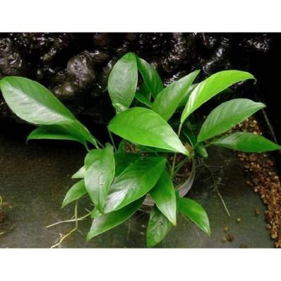 Анубиас Конгензис Мини (Anubias congensis  mini)