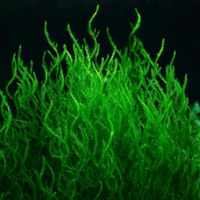 Мох пламя (Taxiphyllum sp., англ. Flame Moss)
