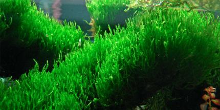 Мох пламя (Taxiphyllum sp., англ. Flame Moss)