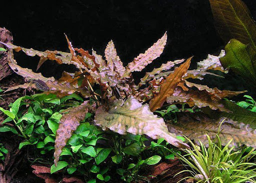 Криптокорина Вендта коричневая (Cryptocoryne wendtii braun)  (криптокарина, криптакарина) - живое аквариумное растение