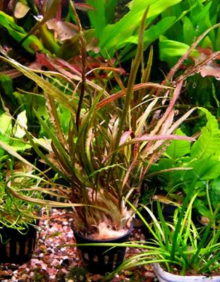Криптокорина обратноспиральная (Cryptocoryne retrospiralis)  (криптокарина, криптакарина) - живое аквариумное растение