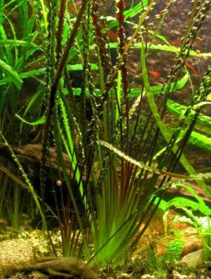 Криптокорина обратноспиральная (Cryptocoryne retrospiralis)  (криптокарина, криптакарина) - живое аквариумное растение