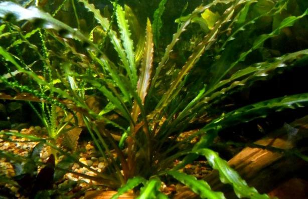 Криптокорина обратноспиральная (Cryptocoryne retrospiralis)  (криптокарина, криптакарина) - живое аквариумное растение