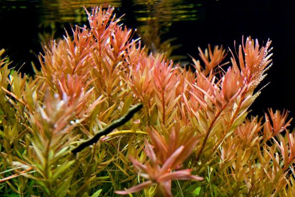 Ротала индика, или ротала круглолистная (Rotala rotundifolia)