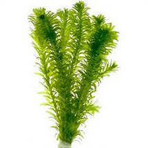 Элодея (Elodea)