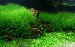 prodtmpimg/1514466612277_-_time_-_blyxa-japonica-111.jpg