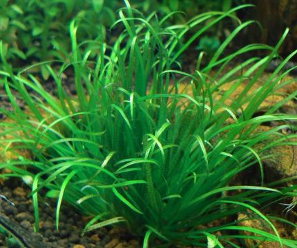 Бликса (Blyxa japonica)