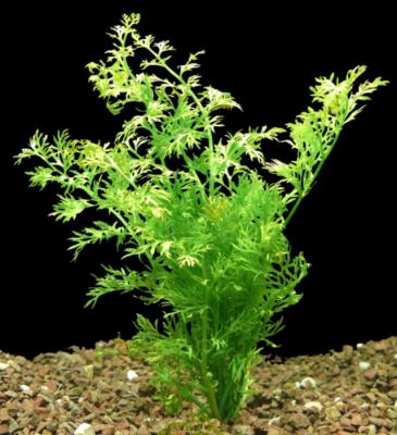 Папоротник индийский (Ceratopteris thalictroides) горшок