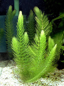 Роголистник (Ceratophyllum)