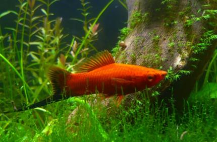 Меченосец Берлинский (Red Wagtail Swordtail) 2 - 3 см