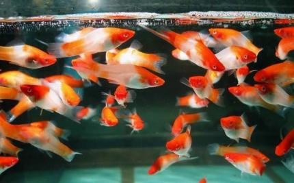 Меченосец Санта Клаус, Кохаку (Xiphophorus hellerii Koi Kohaku) 3,5 - 4 см