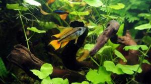 prodtmpimg/15156798286899_-_time_-_1348508301_apistogramma-kakadu_4.jpg