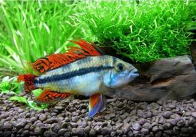 prodtmpimg/15156798287199_-_time_-_1348508310_apistogramma-kakadu_3.jpg