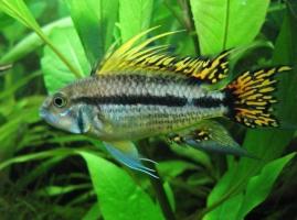 prodtmpimg/15156798287514_-_time_-_1348508324_apistogramma-kakadu_2.jpg