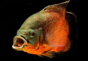 Астронотус Орех (Astronotus Ocellatus) купить на Амигофиш
