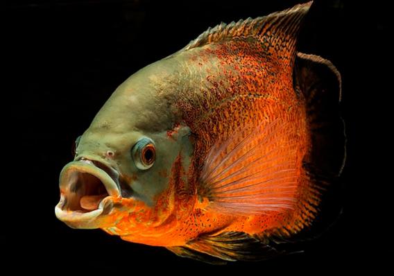 Астронотус Орех (Astronotus Ocellatus) купить на Амигофиш