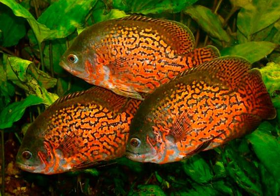 Астронотус Орех (Astronotus Ocellatus) купить на Амигофиш