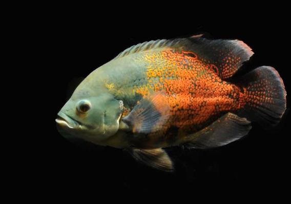 Астронотус Орех (Astronotus Ocellatus) купить на Амигофиш