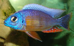 prodtmpimg/15161191572131_-_time_-_Taiwan-Reef-Cichlid.jpg