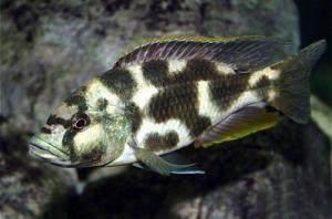 prodtmpimg/15161202090287_-_time_-_54-2.livingstoni-cichlid.jpg