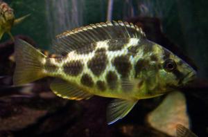 prodtmpimg/15161202090545_-_time_-_54-3.livingstoni-cichlid.jpg