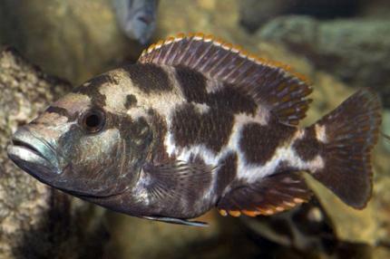 Цихлида Ливингстона (Nimbochromis livingstonii)