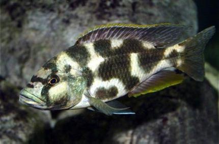 Цихлида Ливингстона (Nimbochromis livingstonii)