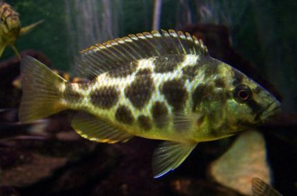 Цихлида Ливингстона (Nimbochromis livingstonii)