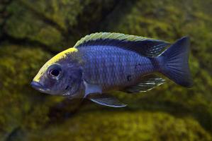prodtmpimg/15205075177811_-_time_-_83-3-Aulonocara-maylandi.jpg