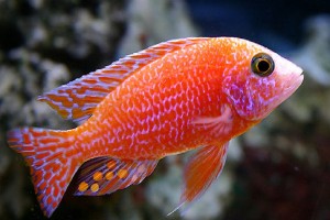 Цихлида Аулонакара Орхидея ред (Aulonocara Orchidea Red)