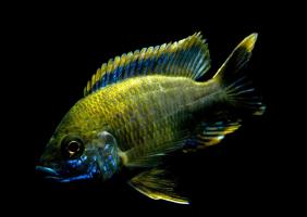 prodtmpimg/15205079128586_-_time_-_31-3.Aulonocara-jacobfreibergi.jpg