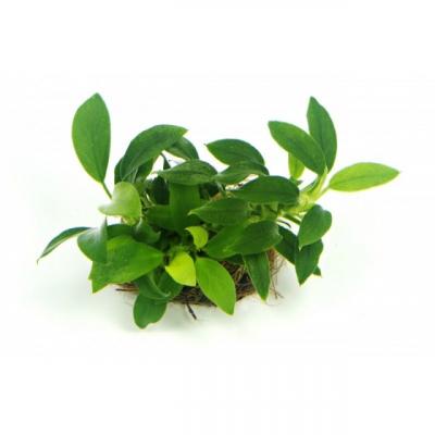 Анубиас Бартери нана Бонсай (Anubias barteri var. nana Bonsai) 1 корень