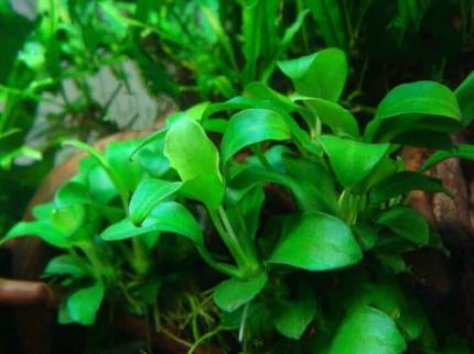 Анубиас Бартера карликовый Петит (Anubias barteri var. nana Petite)