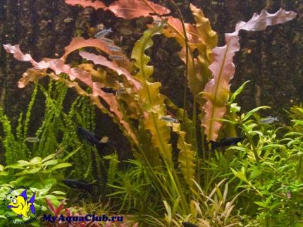 Апоногетон курчавый (Aponogeton crispus)