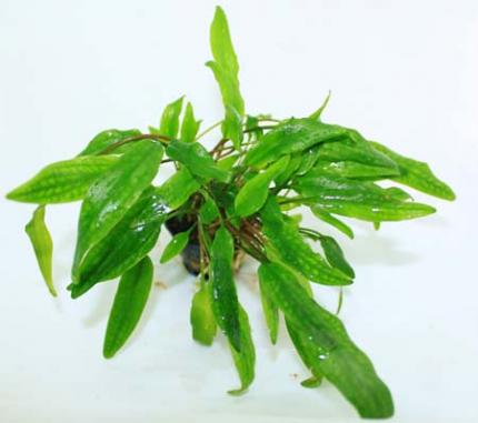 Криптокорина Вендта зеленая (Cryptocoryne wendtii green)  (криптокарина, криптакарина) - живое аквариумное растение