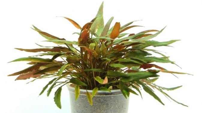 Криптокорина Беккетта (Cryptocoryne becketii)  (криптокарина, криптакарина) - живое аквариумное растение