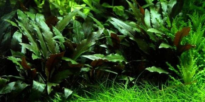 Криптокорина Беккетта (Cryptocoryne becketii)  (криптокарина, криптакарина) - живое аквариумное растение