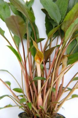 Криптокорина Беккетта (Cryptocoryne becketii)  (криптокарина, криптакарина) - живое аквариумное растение
