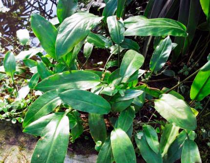 Криптокорина реснитчатая или Криптокорина цилиата(Cryptocoryne ciliata)  (криптокарина, криптакарина) - живое аквариумное растение