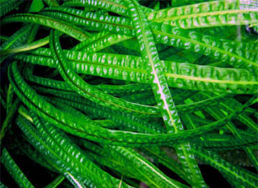 Криптокорина балансе или Курчавая (Cryptocoryne crispatula balansae)  (криптокарина, криптакарина) - живое аквариумное растение