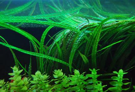 Криптокорина балансе или Курчавая (Cryptocoryne crispatula balansae)  (криптокарина, криптакарина) - живое аквариумное растение