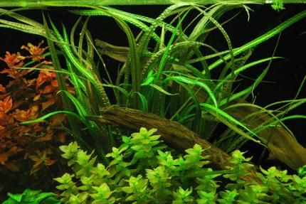 Криптокорина балансе или Курчавая (Cryptocoryne crispatula balansae)  (криптокарина, криптакарина) - живое аквариумное растение
