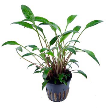 Криптокорина Уиллиса (Cryptocoryne willisii)