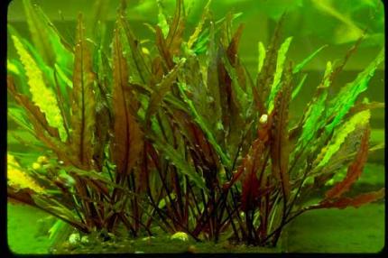 Криптокорина лютея или криптокорина желтая (Cryptocoryne lutea)  (криптокарина, криптакарина) - живое аквариумное растение