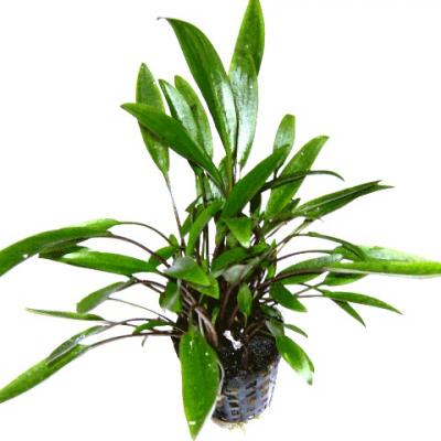 Криптокорина блестящая (Cryptocoryne lucens)  (криптокарина, криптакарина) - живое аквариумное растение